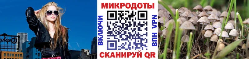 площадка состав  Кольчугино  Галлюциногенные грибы ЛСД 